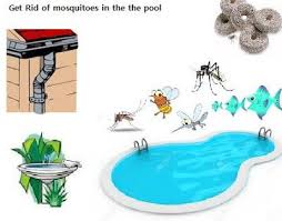 How To Get Rid Of Mosquitoes How To Get Rid Of Mosquitoes In The Pool Mosquito Home Remedy Mosquito Repellent Mosquito Plants