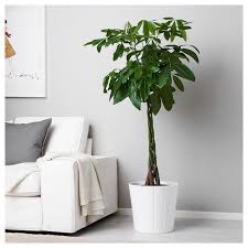 Pachira Aquatica Plante En Pot Pachira Ikea Suisse Buropflanzen Gluckskastanie Wohnzimmerpflanzen