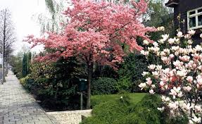Die Schonsten Baume Fur Kleine Garten Garten Haus Baume Garten Ideen