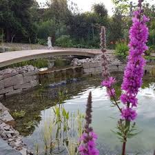 Schwimmteich Bei Unna Mielke S Naturbadeteich In 2020 Naturschwimmbecken Naturschwimmbader Fischteich