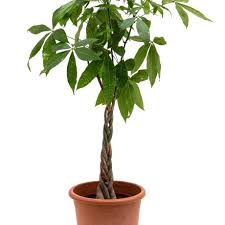 Gluckskastanie Pachira Aquatica Gunstig Online Kaufen In 2020 Gluckskastanie Einjahrige Pflanzen Pflanzenblatter