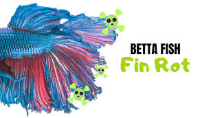 Although there are many betta fish illnesses, the following conditions are the ones a pet owner will most likely ever have to deal fin rot is a betta bacterial infection of the fins that virtually eats away at them. Betta Fin Rot Guide Symptoms How To Treat And Prevention