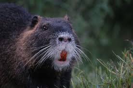 Die Biberratte Ist In Deutschland An Etlichen Gewassern In Allen Bundeslandern Zu Finden Meistens Sind Die Tiere Insbesondere In Parka Tier Fotos Tiere Biber