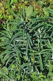 C'est une plante esthétique dans les jardins rocailleux. Euphorbe Epurge Euphorbe Des Jardins Anab Association Nature Alsace Bossue