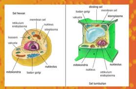 Gambar Bagian Sel Hewan Dan Sel Tumbuhan Beserta Fungsinya Sel Hewan Dan Sel Tumbuhan Pengertian Fungsi Perbedaan Lengkap P Sel Hewan Sel Tumbuhan Hewan