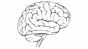 Human Brain Sketch Google Search Brain Images Brain Drawing Surreal Artwork