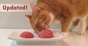 Bob got better on the special food and thyroid medication, but still wasn't great. Feline Nutrition S Easy Homemade Cat Food Recipe