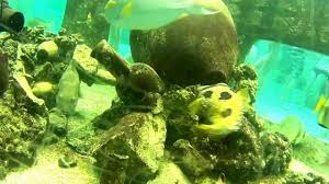 Aqua Mundo Center Parcs Het Heijderbos Youtube Aqua