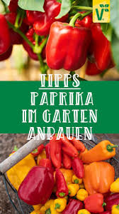 Was Muss Man Bei Der Pflege Von Paprika Im Garten Beachten Gemuse Anpflanzen Garten Paprika Pflanzen