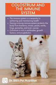 Ask Dr Bill Colostrum And The Immune System Thevetisin Immune System Stronger Immune System Animal Nutrition