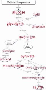 Cellular Respiration Worksheet Answer Key Lovely Cell Concept Map Answer Key Biology Classroom Teaching Biology Science Biology