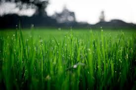 Image Result For Grass Advantages Of Solar Energy Solar Solar Energy