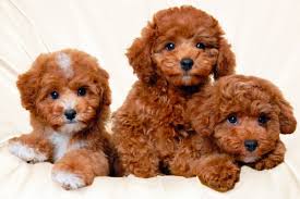 Aspetto del bassotto nano a pelo corto. Cani Di Piccolissima Taglia A Pelo Corto Cani Da Amare