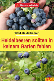 Heidelbeeren Pflanzen 2019 Heidelbeeren Pflanzen Blaubeeren Pflanzen Heidelbeeren
