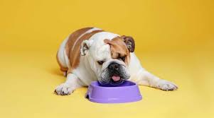 Best dog food for french bulldog? Best Dog Foods For English Bulldogs Puppies Adults Seniors