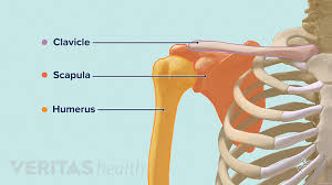 Four rotator cuff muscles that act on the shoulder begin at the scapula. Guide To Shoulder Anatomy