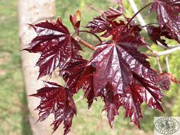 Winter Hill Tree Farm Norway Maple Crimson King Acer Platanoides Crimson King