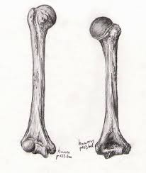 Bone Studies 06 Humerus By Blackdelphin On Deviantart Bone Drawing Skull Sketch Bone Art