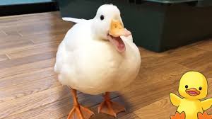 If you have a setup already congruent for ducks, then the annual costs of feeding ducks can be as little as $100 the economics of raising ducks depends greatly on several factors. The Pleasure Of Pet Duck Ownership Birds Com Discover And Learn About Birds
