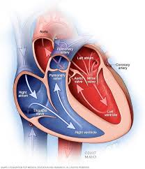 Mitral Valve Stenosis Symptoms And Causes Mayo Clinic