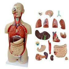 Sebutkan Nama Nama Organ Tubuh Diatas Dan Fungsinya Brainly Co Id