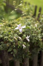 Schnell Wachsende Pflanzen Fur Sichtschutz Schnell Wachsende Pflanzen Wachsenden Pflanzen Und Bepflanzung