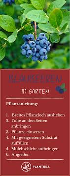 Blaubeeren Im Garten Beim Pflanzen Von Blaubeeren Im Garten Gibt Es Einiges Zu Beachten Damit Sich Der Str Blaubeeren Pflanzen Heidelbeeren Pflanzen Pflanzen