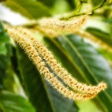 Sweet Chestnut Bachblute Nr 30 Blute Der Erlosung Pflanzen Heilpflanzen Naturliche Gesundheit