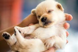 How Long Are Dogs Pregnant Let S Talk About Dog Pregnancy