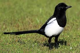 Rabenvogel Vorurteile Und Fakten Nabu