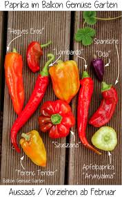Urban Gardening Paprika Vielfalt Im Balkon Garten Vorziehen Ab Februar Fur Die Ernte Im Sommer Gemuse Anbauen Gesundes Essen Kochen Obst Und Gemuse
