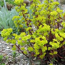 Euphorbia Amygdaloides Pflanzen Lehmboden Lungenkraut