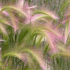 Foxtail Barley Seeds Hordeum Jubatum Ornamental Grass Seed Ornamental Grasses Grasses Landscaping Grasses Garden