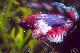 Rs 100/ piece get latest price. Close Up And Details Of A Dumbo Ear Betta Fish Stock Photo Picture And Royalty Free Image Image 118577155