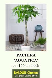 Pachira Aquatica Ca 100 Cm Hoch 1a Zimmerpflanzen Online Kaufen Baldur Garten Zimmerpflanzen Pflanzen Gluckskastanie