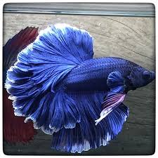 See more of aquabid kingpetall on facebook. Aquabid Com The Blue Rosetail 1239 Betta Fish Tank Betta Fish Betta Fish Types