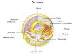 Contoh Gambar Sel Hewan Beserta Fungsinya Sel Hewan Lebih Lemah Dari Sel Tumbuhan Halaman All Kompasiana Com Bagian Bagian Sel He Sel Hewan Gambar Hewan