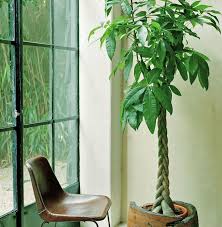 Zimmerpflanze Zimmerbaum Zimmerpflanzen Pflanzen Schone Zimmerpflanzen