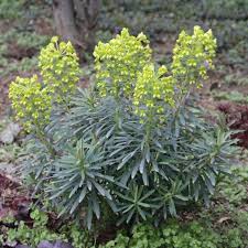 Palisaden Wolfsmilch Euphorbia Characias Wulfenii Gelb Wolfsmilch Pflanzen Gartenboden