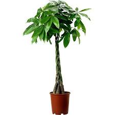 Ikea Pachira Aquatica Pflanze Gluckskastanie Zimmerpflanzen Pflanzen Gluckskastanie