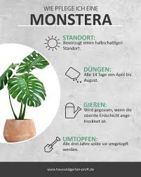 Monstera Oder Auch Fensterblatt Pflanzen Pflanzen Zimmer Zimmerpflanzen