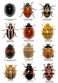 Mexican Bean Beetle And Squash Lady Beetle Eat Plants Bugs And Insects Ladybug Insects