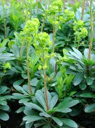 Staudenfoto Zu Euphorbia Amygdaloides Var Robbiae Mandelblattrige Wolfsmilch Stauden Einjahrige Pflanzen Pflanzen