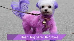 Dogs have essential oils in their fur that help to keep their coat healthy and shiny. Dog Safe Hair Dyes Your Guide To Coloring Your Pups Coat Safely Smart Dog Owners