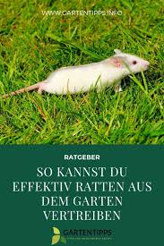 So Kannst Du Effektiv Ratten Aus Dem Garten Vertreiben Ratten Vertreiben Ratten Marder Vertreiben
