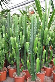 Wolfsmilch Euphorbia Euphorbia Acrurensis Wolfsmilch Pflanzen Kakteen Und Sukkulenten