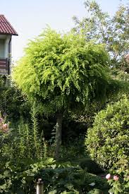 Die Schonsten Baume Fur Kleine Garten Garten Baume Garten Haus Baume