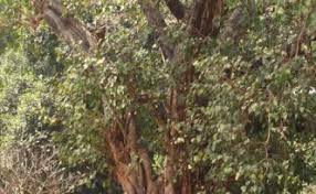 Mumbai Landmark Trees Of India A prominent example of contemporary architecture in mumbai, the babulnath temple: