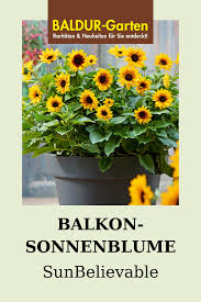 Balcony Sunflower Sunbelievable Balcony Sunbelievable Sunflower Pflanzentopf In 2020 Plant Maintenance Plants Sunflower