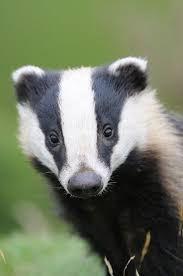 Badger Tiere Wilde Tiere Natur Tiere